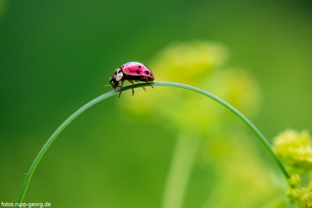 PHOTOGRAPHY Georg Rupp©